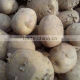 Fresh Potato thumbnail-1