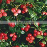 100 Pure Natural Fructus Rosae Oil,Rosa Mosqueta Oil