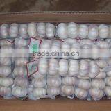 Season Garlic Supplier Red Garlic Sale thumbnail-3
