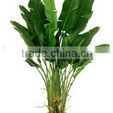 230cm Indoor Potted Artificial Traveller Tree