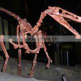 Realistic Dinosaur Skeleton Fossil Of Buitreraptor thumbnail-1