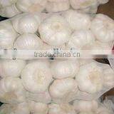New Season Chinese Normal White Garlic thumbnail-1