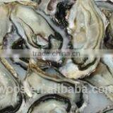 New Arrival Fresh Frozen Oyster