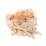 Small Dinosaur Skeleton Dig Kit thumbnail-3