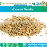 Best Quality Carrot Seeds from India (Gujarat)