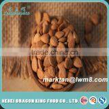 Quality Agricultural Apricot Seeds/ Apricot Kernels for Sale thumbnail-1