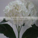 Wholesale Cheap Fresh Cut Hydrangea Flowers thumbnail-3