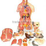 MEDICAL AND TEACHING MODEL-DUAL-SEX HUMAN TORSO WITH HEAD MODEL LM1256-3 thumbnail-1