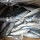 Frozen Pacific Saury in Fish thumbnail-1