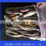 Frozen Good Quality WR Illex Squid for Bait