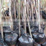 Prunus Serrulata for Project thumbnail-1