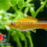 Snow White Sailfin Molly Fish for Freshwater Aquarium Tank thumbnail-2