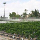 Algoros Viveros Sl company overview - view 1 thumbnail