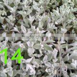 Succulent Plant Kalanchoe Eriophylla Snow thumbnail-3