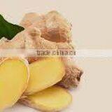 Zingiber Officinale Extract thumbnail-4