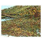 St.John's Wort Extract thumbnail-1