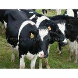Sell Pregnant Holstein Heifers and Other Dairy Cattle thumbnail-1