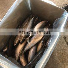 Sea Frozen Mackerel Pacific Mackerel Fish thumbnail-5