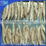 China frozen cooked skipjack tuna loins for can