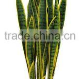 85 cm Artificial Sansevieria Trifasciata Gold