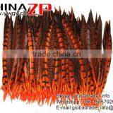 CHINAZP Factory Exporting Wholesale High Quality Dyed Orange Lady Amherst Pheasant Tail Feathers for DIY Decorations thumbnail-5