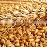 Wheat Flour thumbnail-2