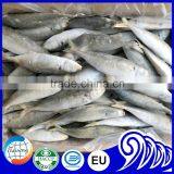 Very Fresh Sea Frozen Horse Mackerel for Sale thumbnail-6