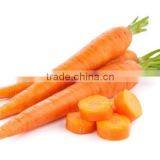 New Season Fresh Cheap Price Carrot From China thumbnail-1