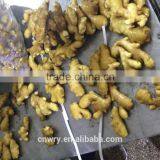 China Low Price Fresh Ginger thumbnail-4