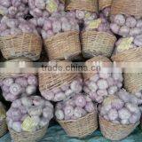 Garlic ( White - Red ) High Quality thumbnail-3