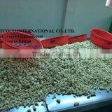 Vietnam Dried Cashew Nuts W240 thumbnail-3
