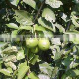 Citrus Fruit Extract Naringin thumbnail-6