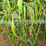 Freshing Eating Hot /Chilli Pepper Seed Fresh Hot No.1 thumbnail-4