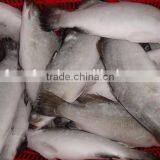 Frozen Food Asian Sea Bass thumbnail-3
