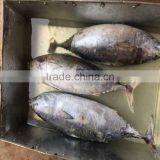 Big Size 750G+ Sea Frozen Bonito Frozen Bonito for Sale thumbnail-1