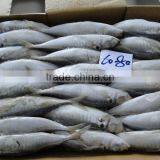 Frozen Fish Frozen Horse Mackerel 60--80 thumbnail-2