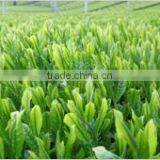 Sen-cha Japanese Green Tea Sencha Produced in Kyoto Uji Japan for Wholesaler thumbnail-3