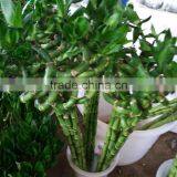 Natural Lucky Bamboo A Grade Cut Fresh From Yunnan thumbnail-1