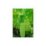 Balsam Pear Extract(sales22 at Lgberry Dot Com Dot Cn)