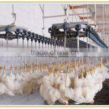 Long Time Working Chicken Feather Removal Machine for Removal Feather/chicken Slaughter Machine thumbnail-2