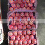 Shanxi Qinguan Apples New Season High Quality Red Qinguan Apples thumbnail-2