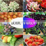 300W UFO Led Grow Light Full Spectrum Grow Lights Led Plant Lamps With UV/IR Led Bulbs for Indoor Garden thumbnail-5