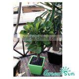 Square Plastic Flower Pots thumbnail-2