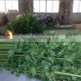 CHY030924 Guangzhou Shengjie Artificial Bamboo Plant Sticks With Bamboo Leaf thumbnail-2