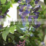 Home Garden Deco 50cm to 400 cm Hight Artificial Purple Large Chinese Wistaria EDHS1501 1603 thumbnail-5