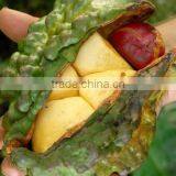 High Quality Hot Sale Kola Nuts thumbnail-3