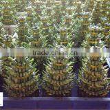 Lucky Bamboo ( Dracaena Sanderiana) Layers thumbnail-1