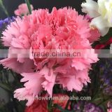 Betty Christmas natural carnation fresh flowers kenya for birthday