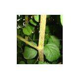 Polydatin thumbnail-1