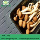 Detan Agrocybe Cylindracea Fresh Mushroom thumbnail-3